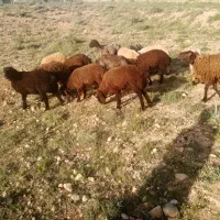 میش و بره|حیوانات مزرعه|شیراز, قلات|دیوار