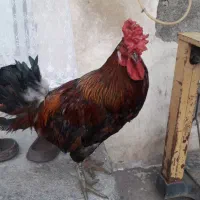خروس کردی