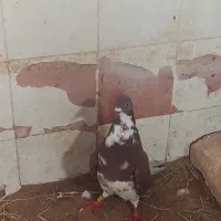 نرو ماده|پرنده|نیمروز, |دیوار