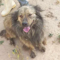 سگ پاکوتا