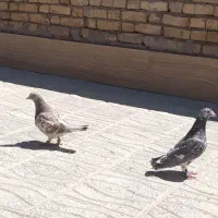 گفتر|پرنده|زاوه, |دیوار