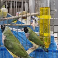 ۲عدد جوجه فنچ گلدین یک ساله