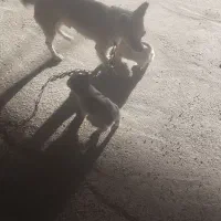 سگ پا کوتاه|سگ|کرمانشاه, |دیوار