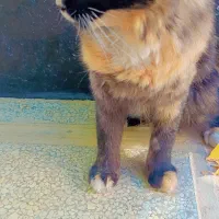 دوعددگربه خونگی خوشگل بازی گوش|گربه|رامجین, |دیوار