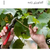 انجام کلیه خدمات باغبانی وسم پاشی|خدمات باغبانی و درختکاری|مشهد, کوشش|دیوار