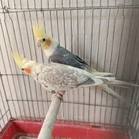 عروس هلندی مولد
