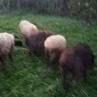 ۷ گوسفند آبستن. ۲ تا بز با بزغاله۲۵ کیلوی|حیوانات مزرعه|آمل, |دیوار