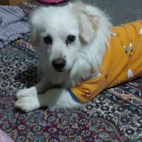 واگذاری سگ خانگی اسپیتز میکس آموزش دیده