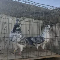 کبوتر|پرنده|اردکان, |دیوار