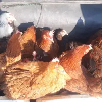 مرغ  روستای  خوب و درجه یک تخم گزار|حیوانات مزرعه|زیویه, |دیوار