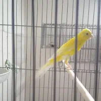 قناری بلند|پرنده|شهرضا, |دیوار