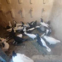 کفتر ساده|پرنده|بردسکن, |دیوار