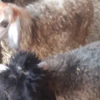 بره|حیوانات مزرعه|باوی, |دیوار