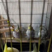 عروس هلندی جوان