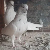 کبوتر مهریز