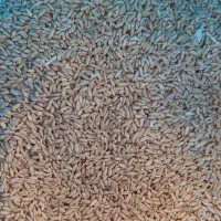 فروش گندم دیم