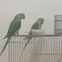 جفت شاه طوطی