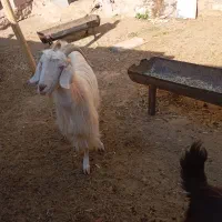 بز چاق|حیوانات مزرعه|فسارود, |دیوار