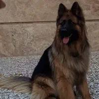 سگ ژرمن شپرد نَر