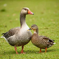 مرغ و غاز و مرغابی