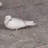 سه تا کفتر درجه یک