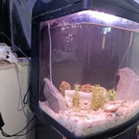 آکواریوم حرفه ای با لوازم کامل و میز|ماهی|زاهدان, |دیوار