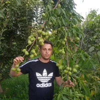 نهال فروشی تک نهال|گل و گیاه طبیعی|زنجان, |دیوار