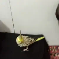 عروس گلباقالی نر|پرنده|گلپایگان, |دیوار