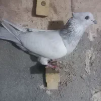 سینه الماسی|پرنده|شیراز, محراب|دیوار