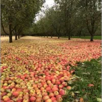 فروش-باغ
