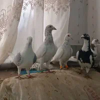 تعدادی حیوون قلدر پرشی