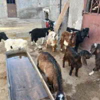 ۹عددبزغاله نروماده کم وزن