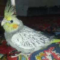 جوجه عروس هلندی