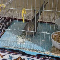 عروس هلندی دستی