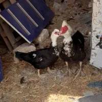 اردک اسرائیلی و پرورش