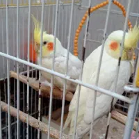 عروس پاریس در حمیدیه