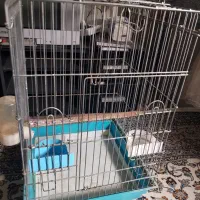 قفس عروس هلندی  طوطی