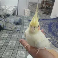 عروس هلندی رام و دستی