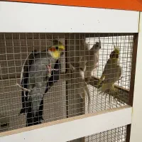 عروس البینو چشم شرابی|پرنده|بم, |دیوار