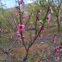 فروش باغ گردو