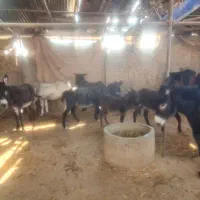 خر یا الاغ ماده یا اسب