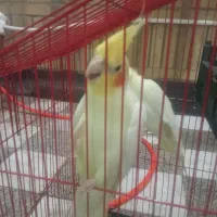 عروس هلندی|پرنده|دهلران, |دیوار