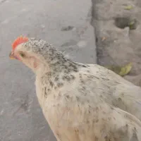 خروس خوشکل