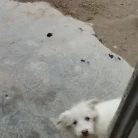 سگ پاکوتاه توله