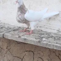 کفتر طووقی رنگی خوشکل