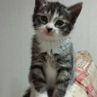 واگذاری بچه گربه دوماهه