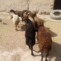 گوسفند داشتی ابستن|حیوانات مزرعه|چناران, |دیوار