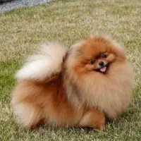 سگ پامر پامرانین نر خرسی  (کشش)