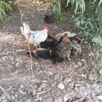 مرغ کرک عربی