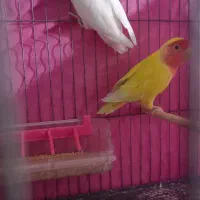 برزیلی جفت|پرنده|رشت, پاره بیجار|دیوار